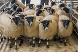 First prize pen of Blackface Lambs-4
